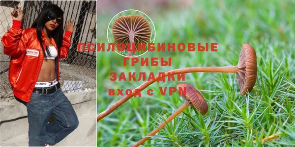 индика Ельня
