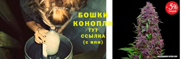 индика Ельня